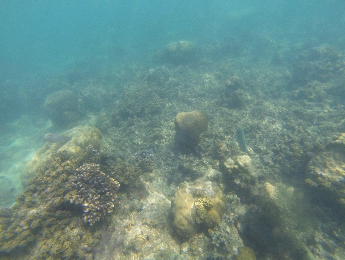 Con Dao reef — national park protection has kept the coral in better condition than most Vietnam sites