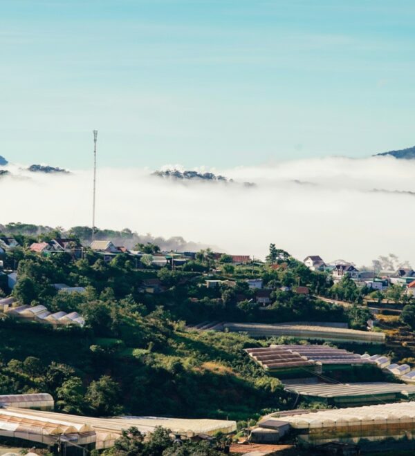 Dalat Coffee Guide: The Highland Farms Behind the Cup