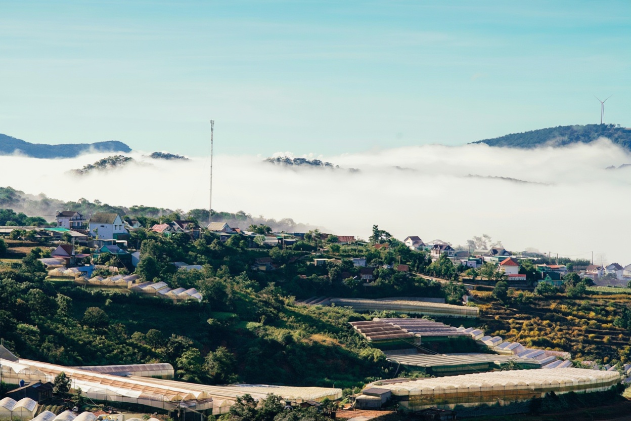 Cau Dat coffee plantation — arabica at 1,500m, the mist sits in the rows before 9am