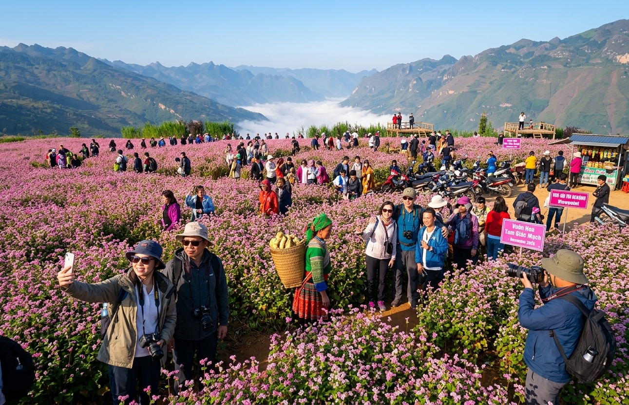 november: buckwheat flowers — spectacular but crowded — ha giang, vietnam unlock