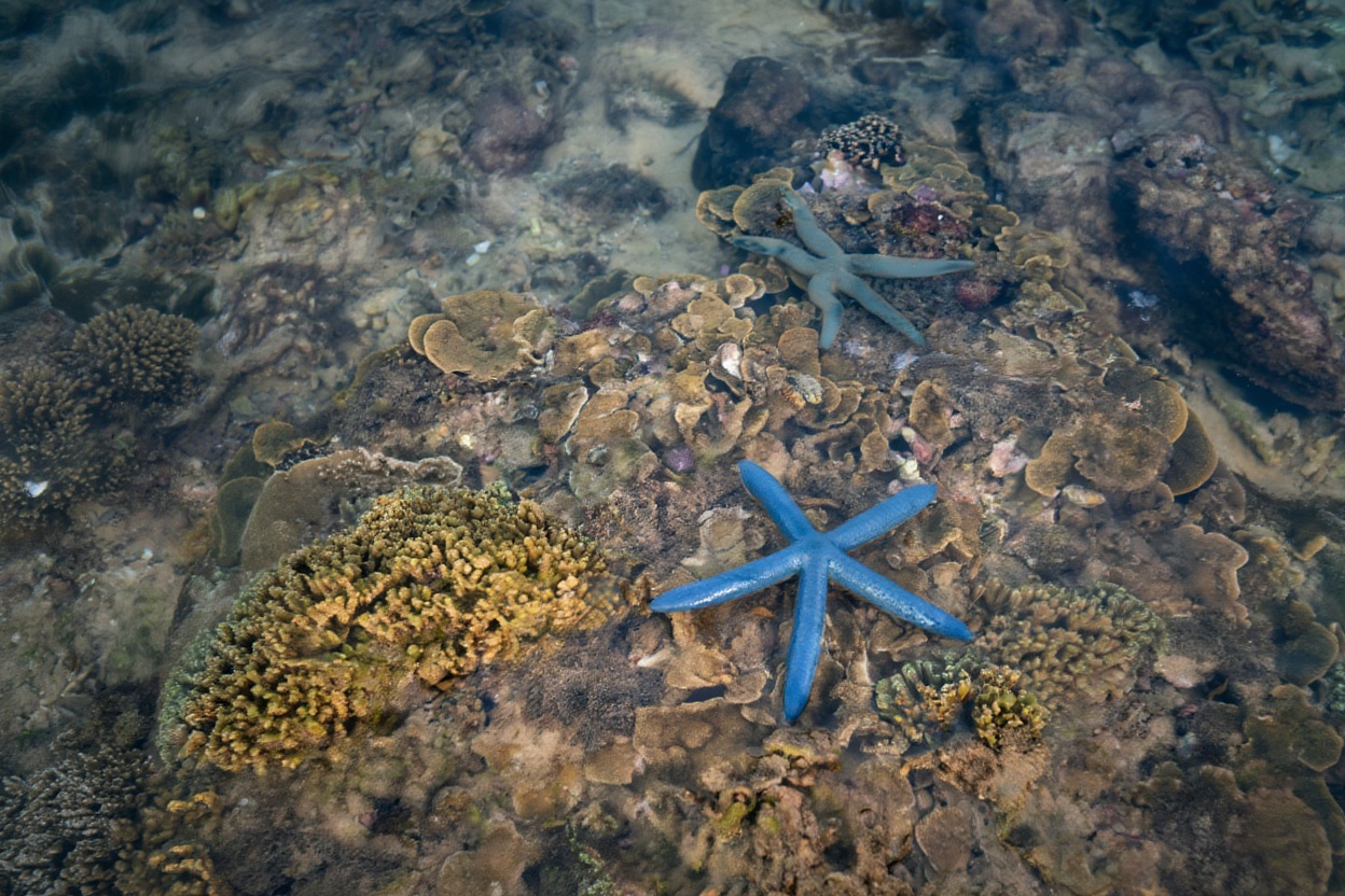 Snorkeling at Hon Mun marine reserve — the clearest water in the bay
