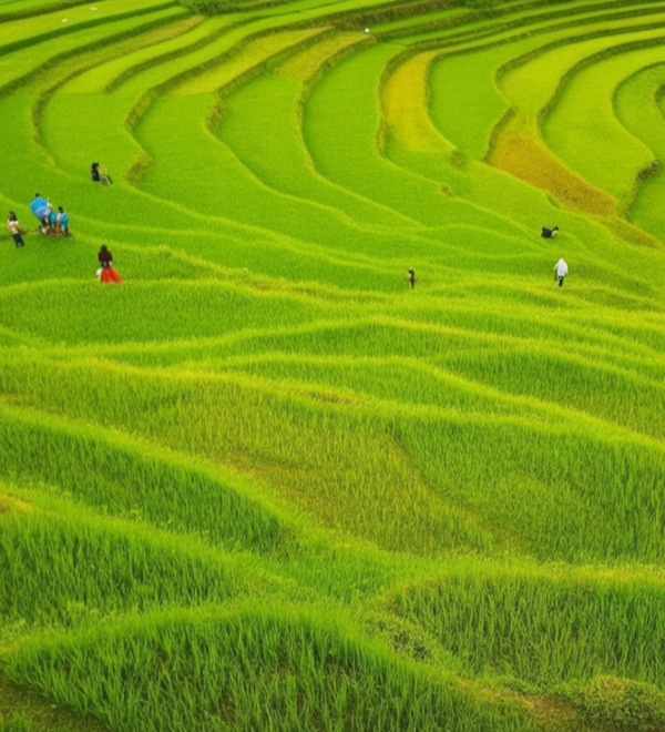 Sapa Rice Terraces: Best Time and Where to See Them