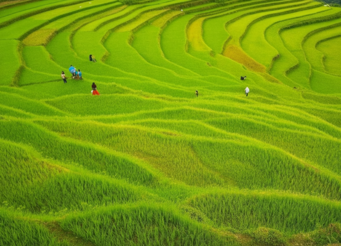 Sapa Rice Terraces: Best Time and Where to See Them