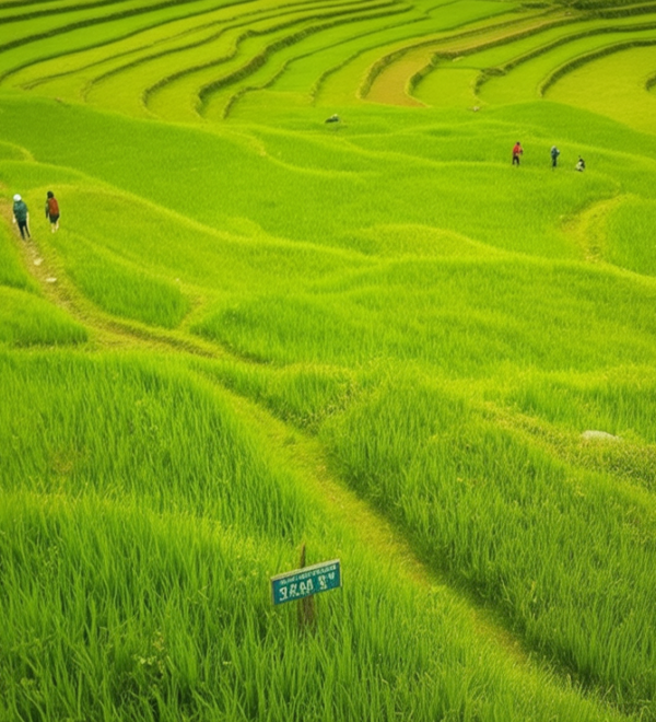 Sapa Trekking Guide: Best Routes Without Tour Groups