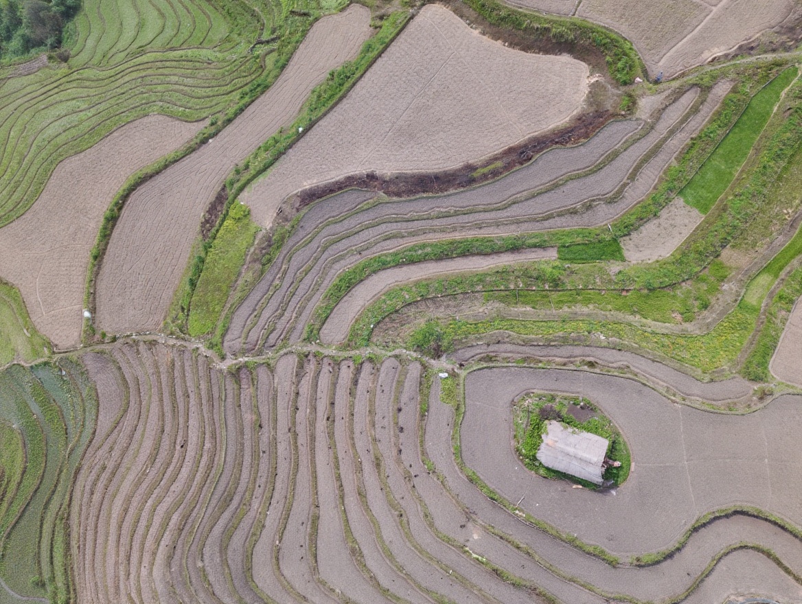 Ha Giang in November — the harvest rice terraces at their most vivid