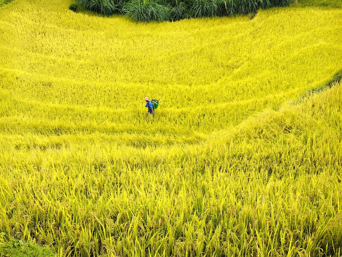 Mù Cang Chải rice terraces at harvest — a three-week window in late September