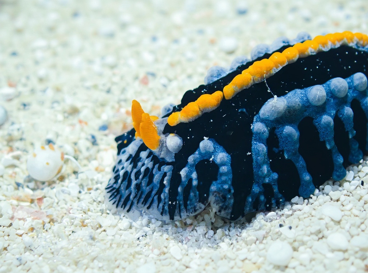 The bay sites at night — Con Dao has one of Vietnam's best nudibranch populations