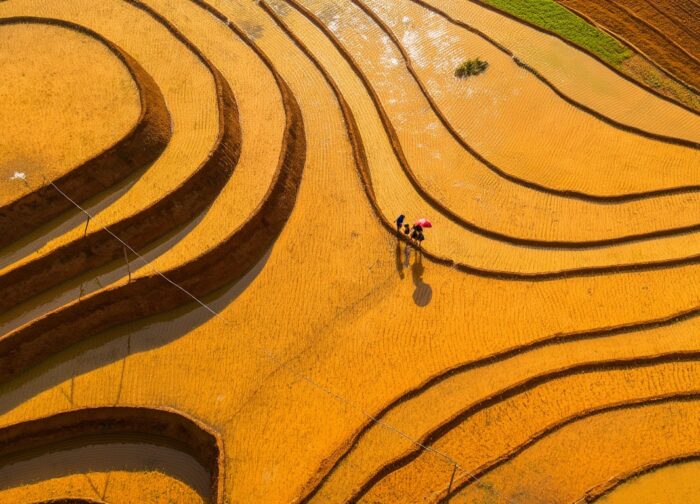 Mù Cang Chải Paragliding: What the Festival Is Actually Like