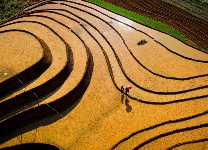 Mù Cang Chải Rice Terraces: The Complete Visitor Guide