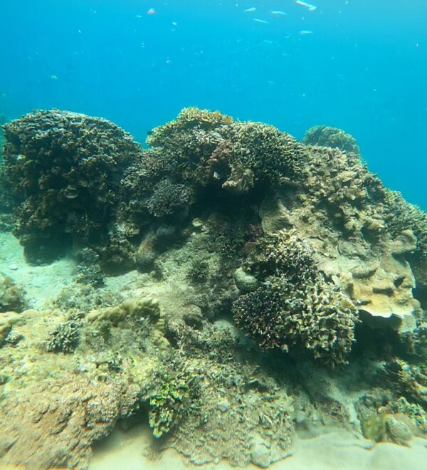 Diving in Vietnam: Nha Trang, Phu Quoc, Con Dao, and the Honest Verdict