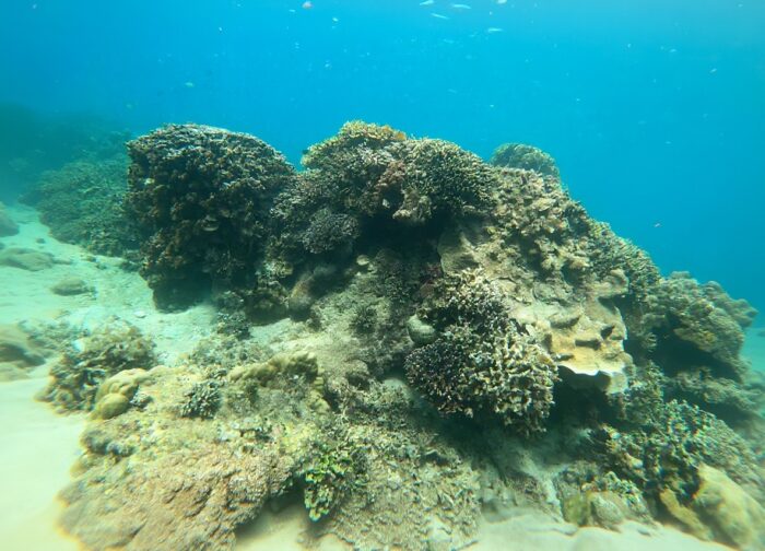 Diving in Vietnam: Nha Trang, Phu Quoc, Con Dao, and the Honest Verdict