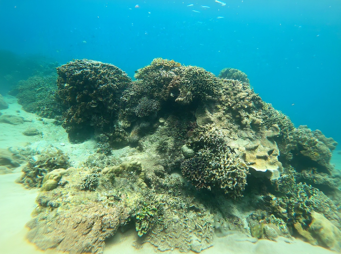 Hon Mun Marine Protected Area — one of Vietnam's most biodiverse reef systems